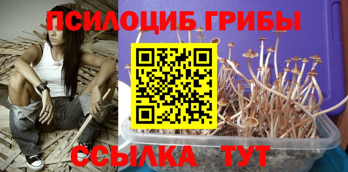Галлюциногенные грибы Cubensis  купить наркотики цена  Галлюциногенные грибы прущие грибы  Карачаевск  Вход с VPN 
